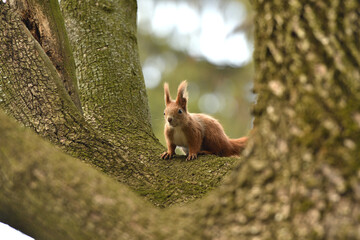 Eurasian red Squirrel is jumping  among the graves at the cemetery in the park