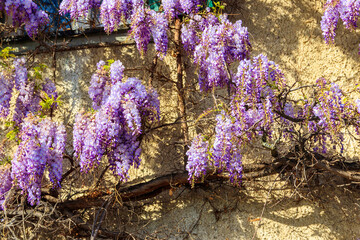 Flowering violet wisteria creeper on the wall