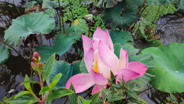 Pink Lotus flower. Landscape photo. Beautiful Buda flower. A single lotus on the water. India, Indonesia. 