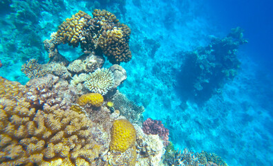 Amazing  coral reef and fish
