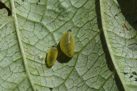 Larvae of Cionus weevils, family Curculionidae on underside leaf of Common figwort (Scrophularia nodosa). Summer, July, Netherlands