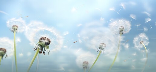 Beautiful white dandelion flowers with a charming bokeh effect background. generative AI