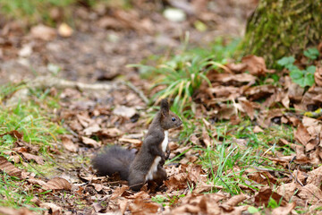 Eurasian red  Squirrel shells and eats nuts in the autumn leaf