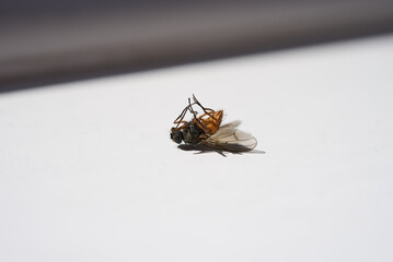 A dead fly lying upside down on a white surface.