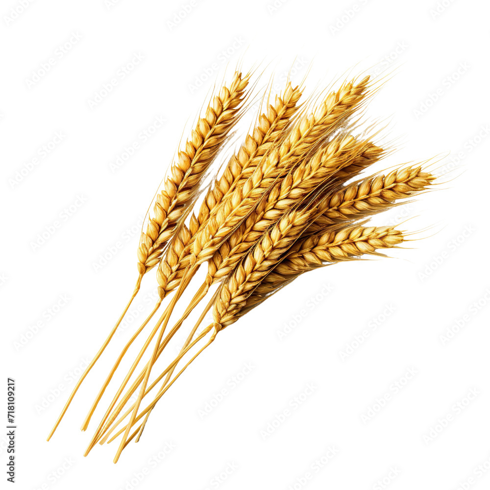 Wall mural Golden wheat stalks isolated on transparent or white background