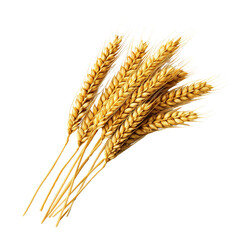 Golden wheat stalks isolated on transparent or white background