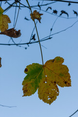 Autumn Sycamore (Acer pseudoplatanus) leaves in Zurich, Switzerland