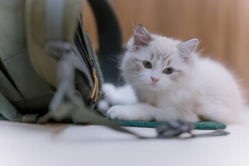 Mały kociak rasy ragdoll. Kot rasy ragdoll. Słodki mały kotek. Kot o niebieskich oczach. Biały...