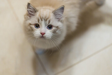 Mały kociak rasy ragdoll. Kot rasy ragdoll. Słodki mały kotek. Kot o niebieskich oczach. Biały...