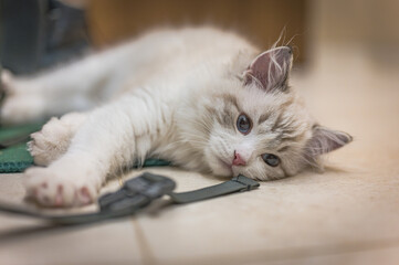 Mały kociak rasy ragdoll. Kot rasy ragdoll. Słodki mały kotek. Kot o niebieskich oczach. Biały kot. Małe kocie. Koteczek na kanapie. Słodki kotek.  - obrazy, fototapety, plakaty