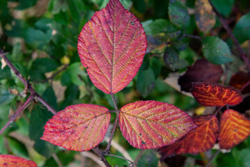 Bramble (Rubus fruticosus)  in Autumn Leaves in Zurich, Switzerland