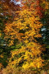 Obraz premium Autumn Leaves in Zurich, Switzerland