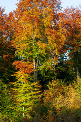 Autumn Leaves in Zurich, Switzerland