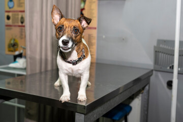 Jack Russell Terrier dog at a reception at a veterinary clinic. The dog is on the veterinary table.