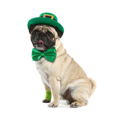 St. Patrick's day celebration. Cute pug dog with green bow tie and leprechaun hat isolated on white