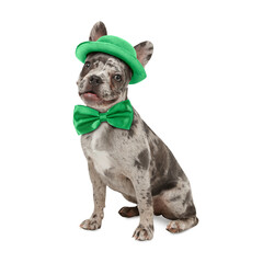 St. Patrick's day celebration. Cute French bulldog with green bow tie and leprechaun hat isolated...