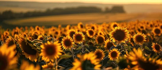 Rolgordijnen In the distance, a vast field of sunflowers stretches as far as the eye can see, their vibrant yellow petals dancing gracefully in the golden sunlight, waiting patiently for the impending harvest. © Sona