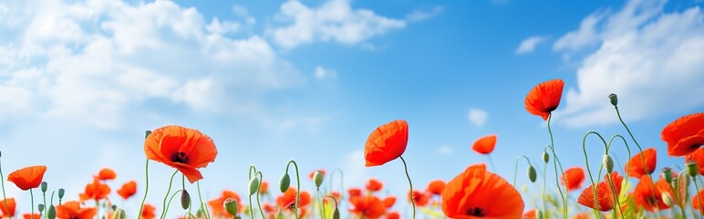 red poppies flower on a beautiful blue sky background. generative AI - obrazy, fototapety, plakaty