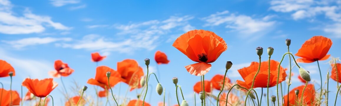 A field with red poppies blooming is beautiful in a photo against a bright blue sky