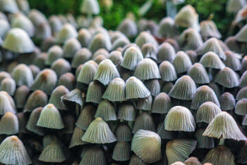 A group of Coprinellus disseminatus on a tree stump