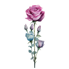 Obraz premium Colorful rose flower watercolor painting on transparent background.