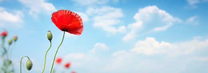 A field with red poppies blooming is beautiful in a photo against a bright blue sky - obrazy, fototapety, plakaty
