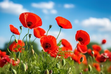 Obraz premium red poppies flower on a beautiful blue sky background. generative AI