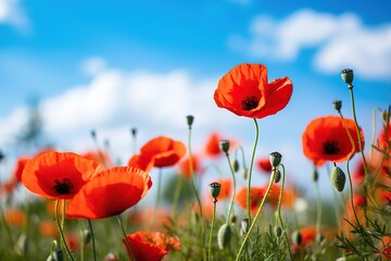 Obraz premium A field with red poppies blooming is beautiful in a photo against a bright blue sky