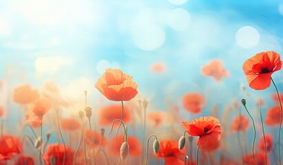 Fototapeta premium A field with red poppies blooming is beautiful in a photo against a bright blue sky