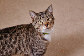 Tabby Cat with Yellow Eyes Wearing Green Collar
