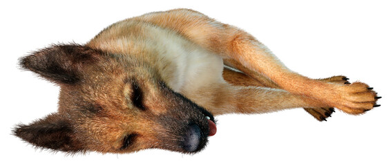 3D Rendering German Shepherd on White