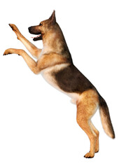 3D Rendering German Shepherd on White