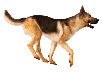 3D Rendering German Shepherd on White