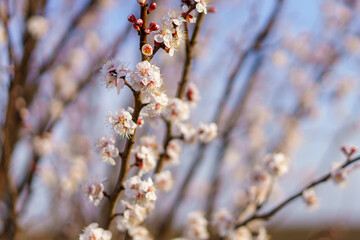 Flowers and flowering trees in early spring. Spring background with copy space