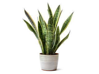 Snake plant isolated on transparent or white background, png