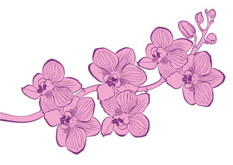 Drawn vector pink orchid flowers and branches, monochrome, detailed outline. Circle wreath composition. Isolated on white background. Design for wall art, wedding, print, tattoo, cover, card