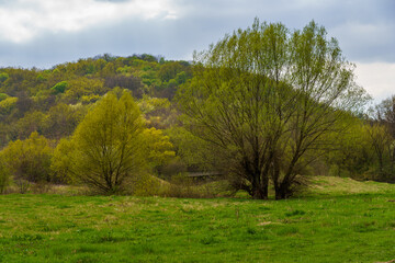 Green glade. Background with selective focus and copy space