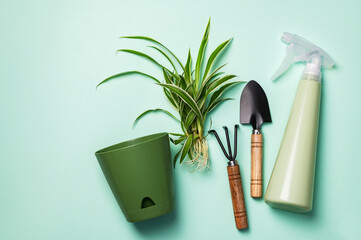 Rooted chlorophytum sprouts, flower pot and garden tools on a bluish background. Transplantation...