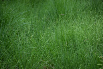 Grünes Gras, green gras