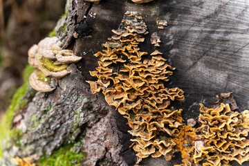 Close-up of mushrooms growing on tree trunk. view of a colony of mushrooms