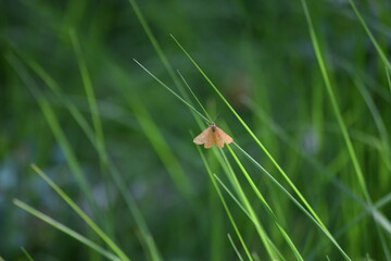 Schmetterling, butterfly