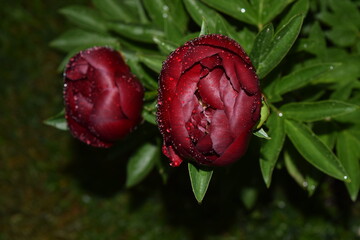 Pfingsrose im Regen, flower in the rain