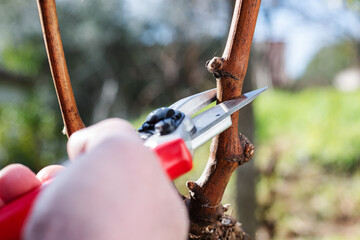 Vine grower pruning the vineyard with professional steel scissors. Traditional agriculture. Winter pruning. 