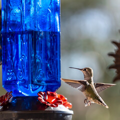 hummingbird in flight