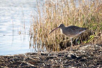 Curlew by waters edge.