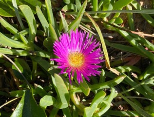 Purple and yellow flower near the beach. Carpobrotus rossii, commonly known as karkalla or pig face. Succulent coastal ground cover plant native to Australia.