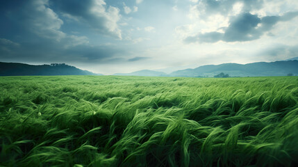 grass field before raining with wind