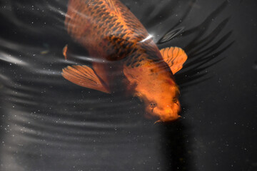 Stunning Orange Koi Fish Swimming Along Under Water