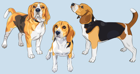 Vector set of serious dog Beagle breed