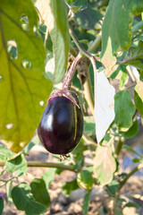 Eggplant organic farm, close-up vertical shot, Solanum melongena L